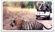 Ranthambore