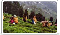 Darjeeling