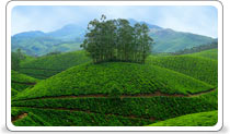 munnar