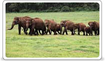 Nagarhole National Park, Mysore