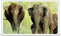 Periyar