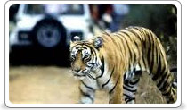 Corbett National Park