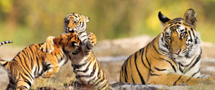 Golden Triangle with Wildlife 
