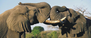 Wildlife tour of North India