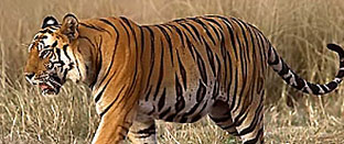 Enchanting Temple and Wildlife Tour 