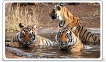 Ranthambore National Park