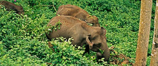 Wildlife tour of South India