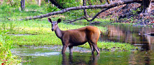 Bandhavgarh National Park