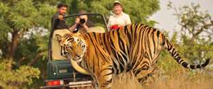 Corbett National Park